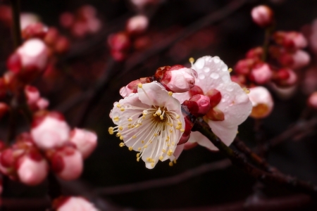 Beautiful winter plum       の写真素材