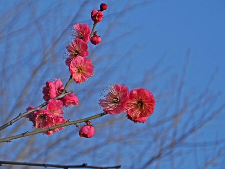 Beautiful winter plumの写真素材