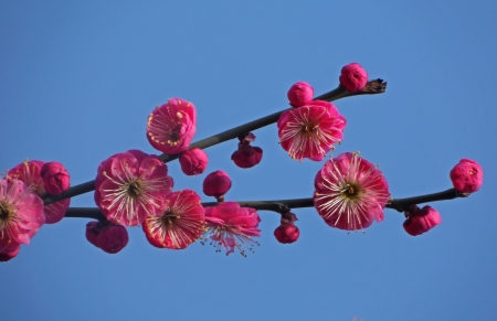 Beautiful red plum in the blue skyの写真素材