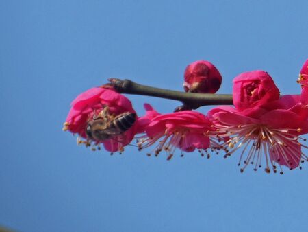 The bees Plum loveの写真素材