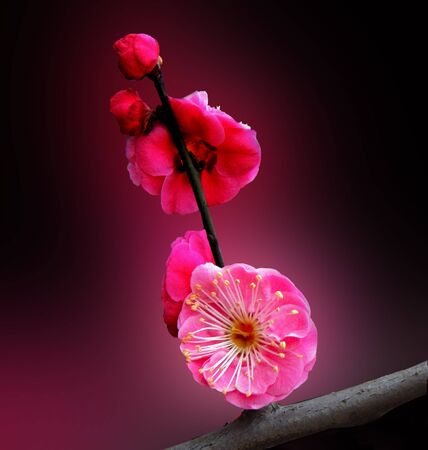 Beautiful winter plum    の写真素材