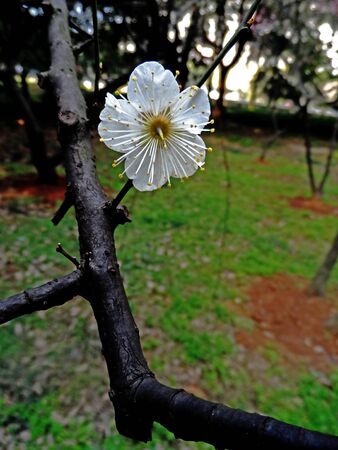Beautiful winter plumの写真素材