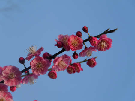 Beautiful winter plumの写真素材