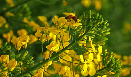           Bees and canola flower of loveの写真素材