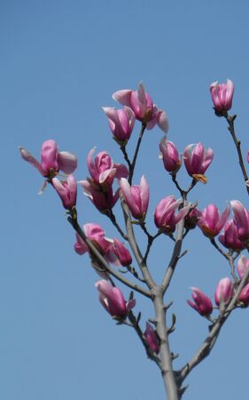 Beautiful magnoliaの写真素材