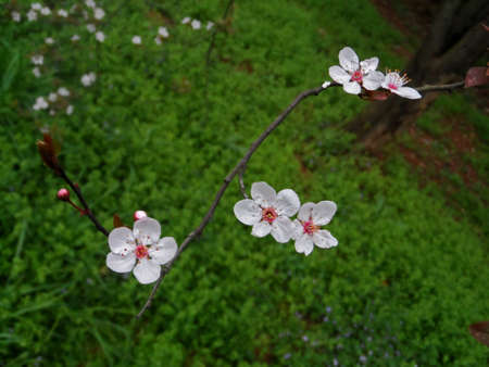 Beautiful cherry blossoms in springの写真素材