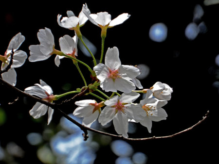 Beautiful cherry blossoms in spring