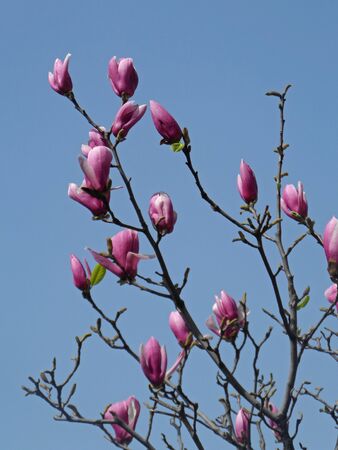 Beautiful magnolia in the springの写真素材