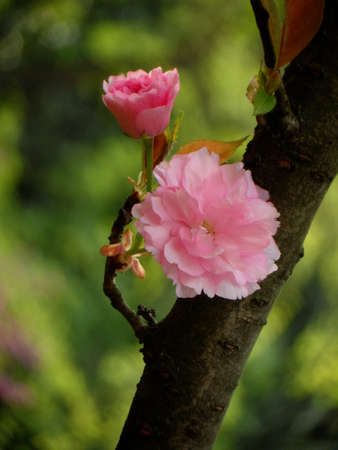 Spring flowersの写真素材