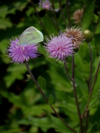 The butterfly and the flower of loveの写真素材