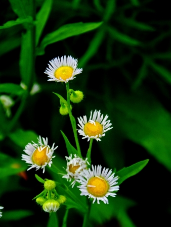 This is some pretty daisiesの写真素材