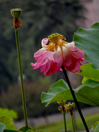 Beautiful lotus in the summerの写真素材