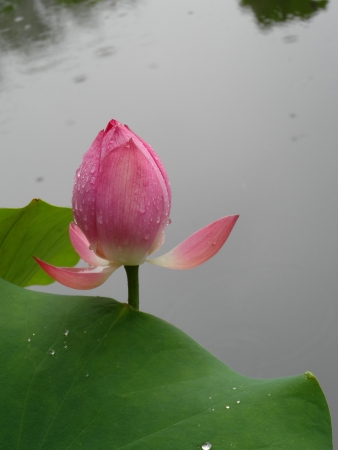Beautiful lotus in the summerの写真素材