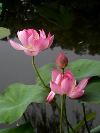 Beautiful lotus in the summerの写真素材