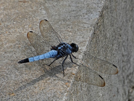 This is a blue dragonflyの写真素材