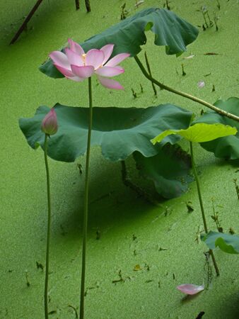 Beautiful lotus in the summerの写真素材
