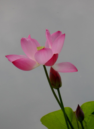 Beautiful lotus in the summerの写真素材