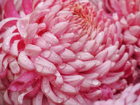 Beautiful autumn chrysanthemum の写真素材