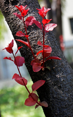 Beautiful red leaves in autumn