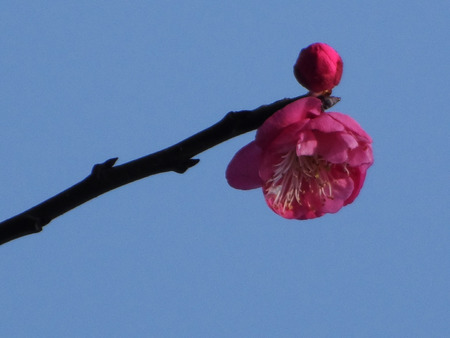 Beautiful winter plumの写真素材