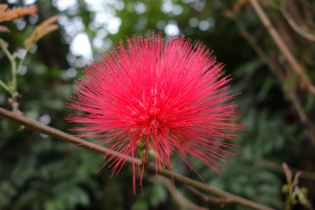 Red pompon flowers.の写真素材