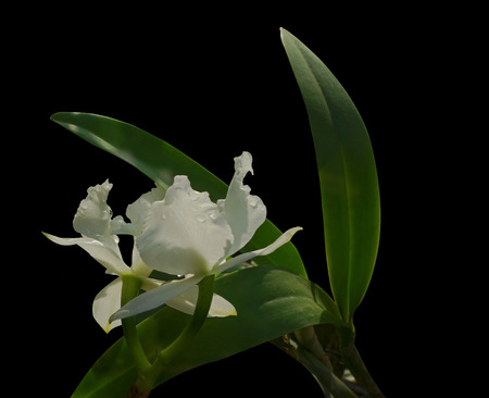 Elegant beautiful orchids.の写真素材