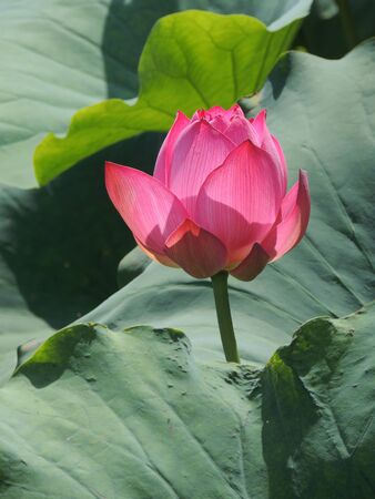 Beautiful lotus flowers in summerの写真素材
