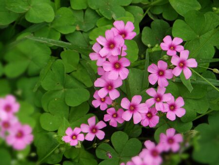 pink sorrelの写真素材