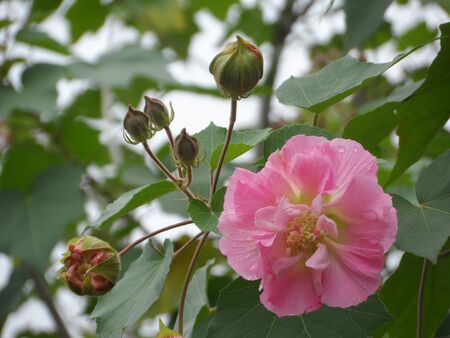 hibiscus flowersの写真素材