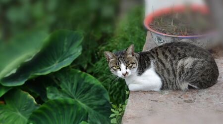 cat beside the green leavesの写真素材