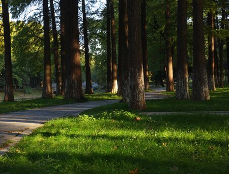 The setting sun illuminates the green grassの写真素材