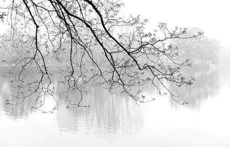 tree branches with black and white effectの写真素材