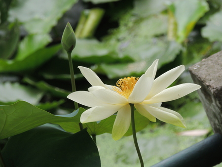 lotus flowers in summerの写真素材