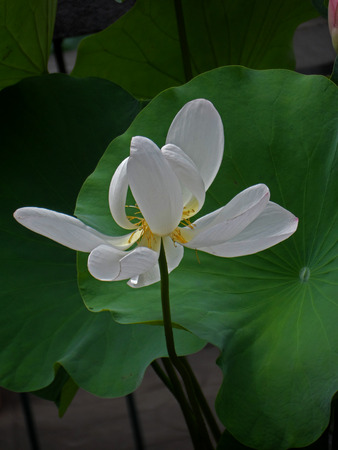 lotus flowers in summerの写真素材