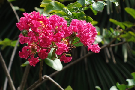 pink Lagerstroemia flowers.の写真素材