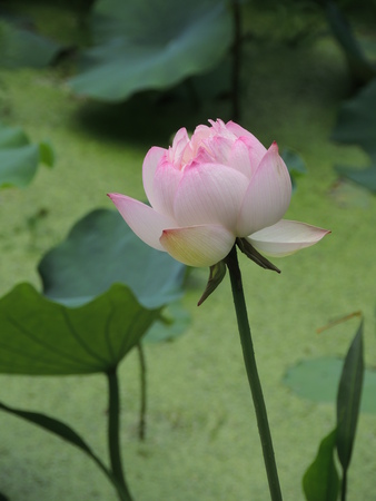 Lotus flowers in summerの写真素材
