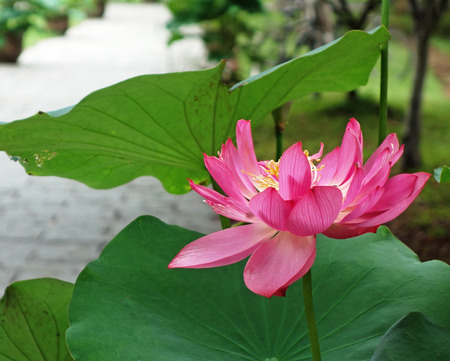 Lotus flowers in summerの写真素材