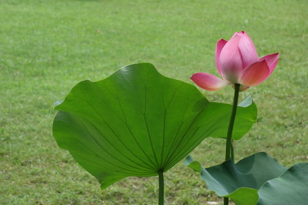 Lotus flowers in summerの写真素材
