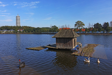 swan swim on the lakeの写真素材