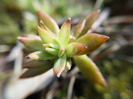 Succulents  plantの写真素材