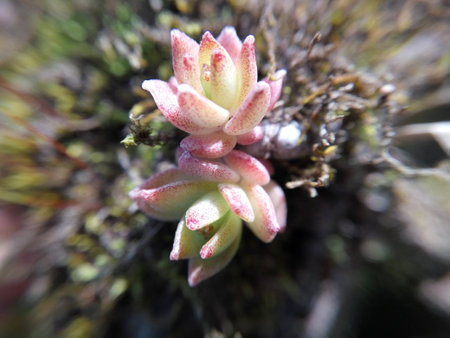 Colorful succulents plantの写真素材