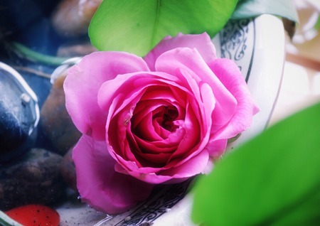 Pink roseの写真素材