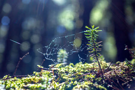Close up of moss growing in moss forests, primeval forests. Image of environmental protection and sustainabilityの写真素材