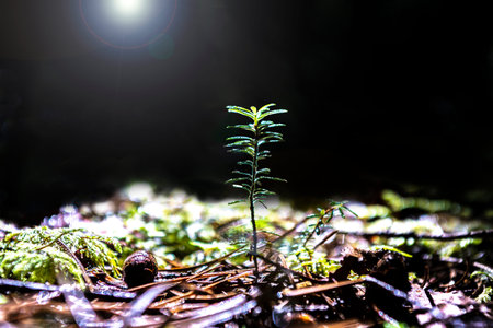 Close up of moss of Koseitaka tree growing in the primeval forest. Ecology, Nature, Environment,...