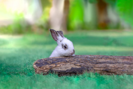 A white rabbit peeking out from a fallen tree in the grass. nature,small animals,pets,healing,relaxing imagesの写真素材