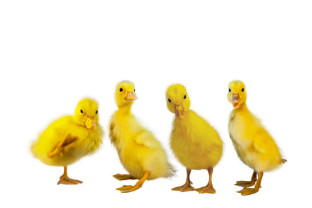 Front view of four duck chicks standing in front of a white backgroundの写真素材