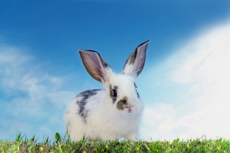 The figure in front of the white rabbit standing in the grass against the background of the blue skyの写真素材