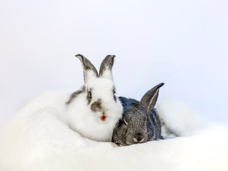 White and black baby rabbit resting in towel on white backgroundの写真素材