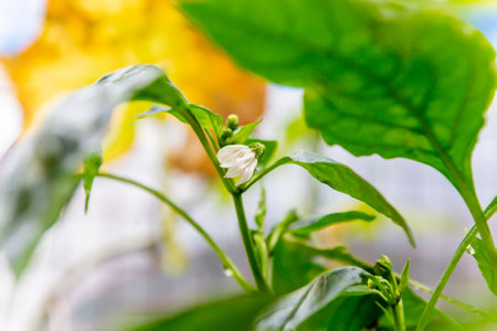 Flower pressure points of peppers that have not yet bloomedの写真素材