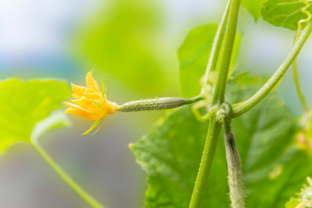 Female flowers of flowering cucumbersの写真素材